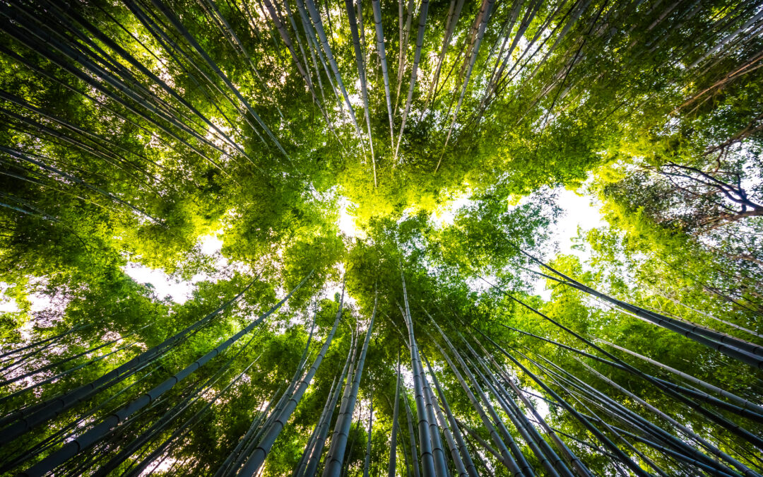 ESG depois do entusiasmo: o que muda realmente para as empresas
